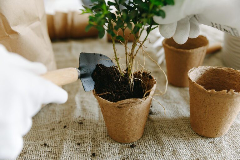 Tips for Creating a Sustainable Home Garden All Year Round